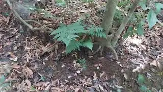 Friends and followers, check out this blessing from God here in the countryside. Subscribe, like,...
