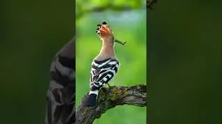 Bird 🐦🕊️