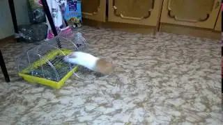 Персик - спринтер.