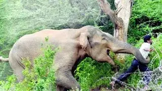Angry Elephants Attack Human & Kill Animal on the Zoo