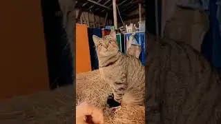 кот сломался
