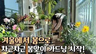 미리 시작하는 봄맞이 가드닝 / 실내식물 베란다 이사 전 해야 하는 식물점검/ 지금 해두면 봄이 왔을 때 더 예쁘게 자라요!