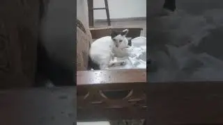 #cat