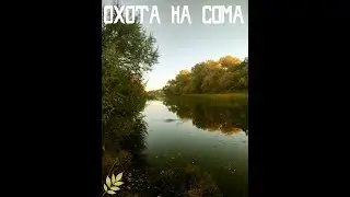Неожиданная встреча с сомом