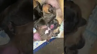 Сладкая булочка!!