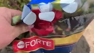 Весна, розы, удобрения, болезни.