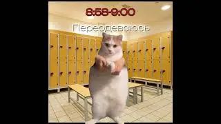 Делать ещё видосики с мемными котиками и пёсиками? 