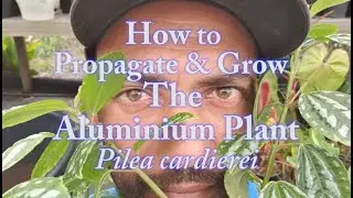 How to grow and propagate the Aluminium plant Pilea cardierei