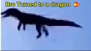 Finally, this crocodile could fly. 😂💀