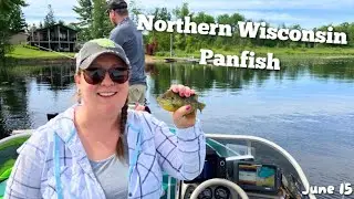 SUMMER Panfish in NORTHERN Wisconsin | Targeting WEED EDGE Panfish!!!