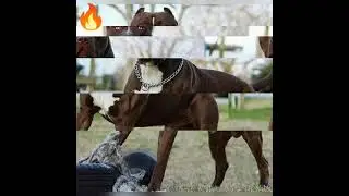 Pitbull dog 🐕 status ❤️🔥