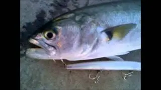 Rapala MaxRap 17 (Bluefish-Γοφάρι)
