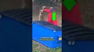 Dangerous Wild Animal I'll Put It Here