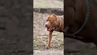 Pitbull Musa DRAGON LIFE 