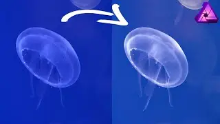 REMOVE COLOUR CAST FROM UNDERWATER OR LANDSCAPE PHOTO USING AFFINITY PHOTO 