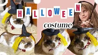 DIY Halloween costume for my bunny  🐰 #ECreate 14