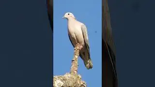 pomba avoante
