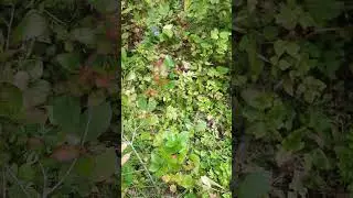Jardin Raziel 2