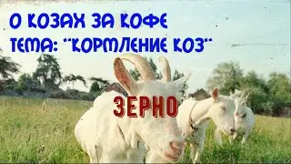 кормление коз.  зерно