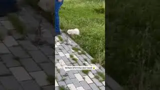 Ох, уж это первое знакомство с улицей 😅Все такое интересное для щеночка 🤩 #spits #шпиц #померанский