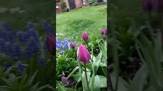 МОЯ ЛЕНИВАЯ КЛУМБА В АПРЕЛЕ #клумба #лениваяклумба #2024