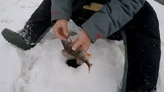 В глухозимье с балансиром.