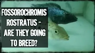 FOSSOROCHROMIS ROSTRATUS FLARING !!