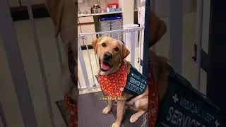 "7 Service Dog Breeds You Need to Know" #shorts #dog #doglover #pets