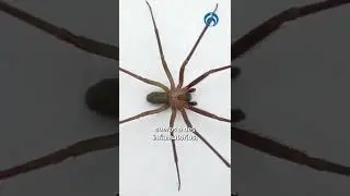 ¿Qué hacer si te muerde una Araña Violinista?