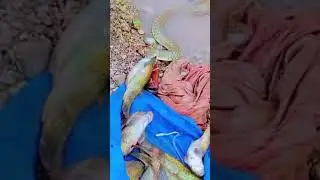 A Snake is Snatching Fish.