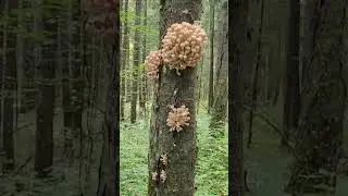 Грибы,грибочки