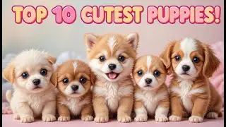 Top 10 Cutest Puppies in the World 🐶😍   Adorable Puppy Compilation