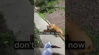 Random Dog Ruins Owners Day...
