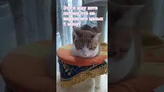 я ищу кота #кот #рыжий #юмор