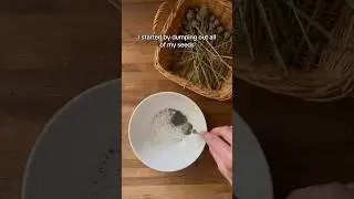 Growing Breadseed Poppy For My Own Poppy Seeds! 
