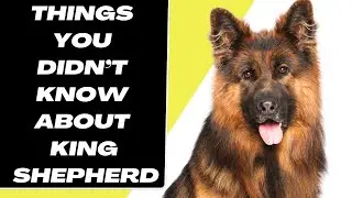 KING SHEPHERD - 7 things you didn't know about King Shepherds