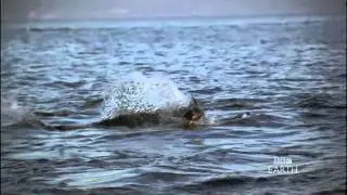 Strike of a Great White Shark- BBC Planet Earth