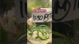 The Magic of Tissue Culture 