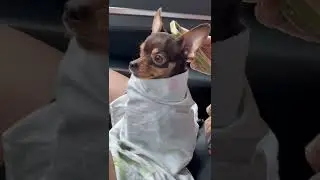 If “I just a baby” Was A Dog #shorts #dog #ponyo