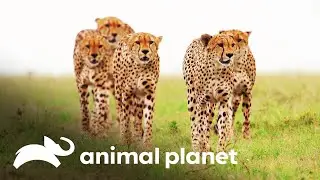 Cinco guepardos machos se unem para caçar uma zebra | Os reis da selva | Animal Planet Brasil
