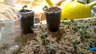 Cucumber seedlings, sowing in sawdust.