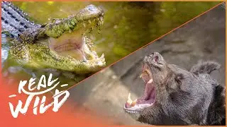 What Apex Predator Will Win This Ultimate Strength Showdown? | Wild Ones Series