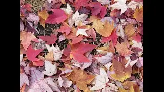 10 Fall Gardening Do's & Don'ts (2024) #37