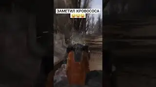 Заметил кровососа #shorts #shortvideo #coc #anomalyshorts #зп #чн #тч #сталкерприкол