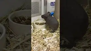 Hairless guinea pigs at Petco ￼ Puerto Rico 🇵🇷!