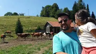 Gruyères'de, Alp Dağları'nın güzel manzaraları eşliğinde, gördüğümüz inekler