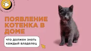 Появление котенка в доме: что должен знать каждый владелец? Распорядок дня и уход за котенком