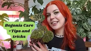 Begonia care🌿+tips and tricks ✨