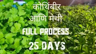 कोथिंबीर आणि मेथी 25 DAYS