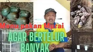 Menu pakan ternak murai batu agar bertelur banyak
